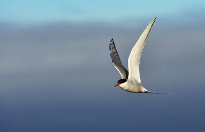 Arctic Tern
