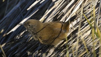 Cobb’s Wren