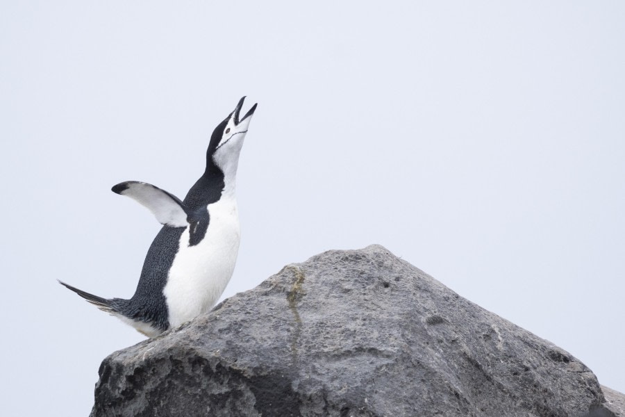 King of the mountain