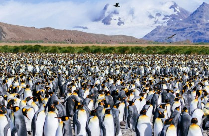 Falkland Islands - South Georgia - Antarctic Peninsula