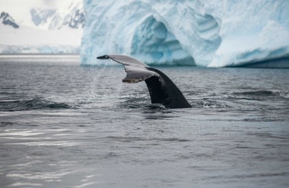 Antarctica - Whale watching discovery and learning voyage