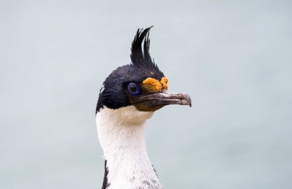 Falkland Islands - South Georgia - Antarctic Peninsula - Birding