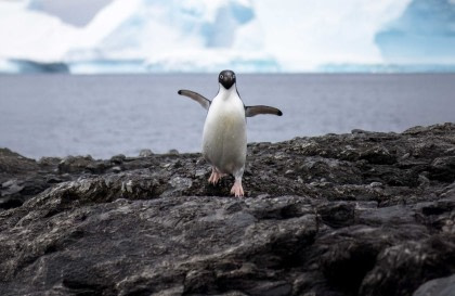 Falkland Islands - South Georgia - Antarctic Peninsula