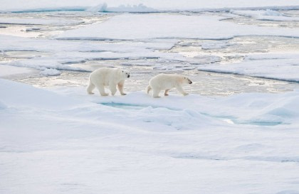 Around Spitsbergen, In the realm of Polar Bear & Ice