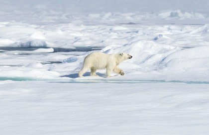 Around Spitsbergen, In the realm of Polar Bear & Ice