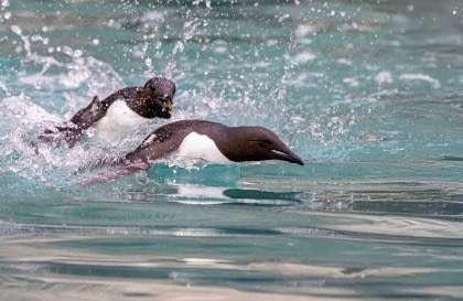 Arctic Ocean - Aberdeen, Fair Isle, Jan Mayen, Ice edge, Spitsbergen, Birding
