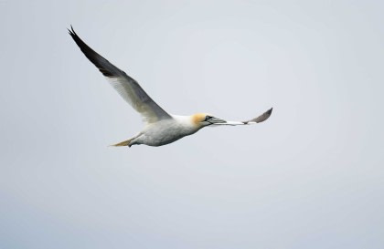 Arctic Ocean - Fair Isle, Jan Mayen, Ice edge, Spitsbergen, Birding - Summer Solstice