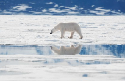 Around Spitsbergen, In the realm of Polar Bear & Ice