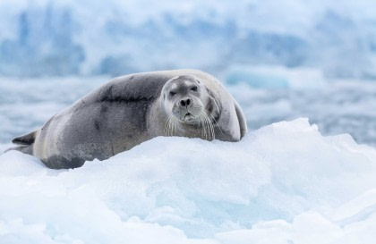 North Spitsbergen Explorer - Versatile Landscapes, Sea Ice & Wildlife