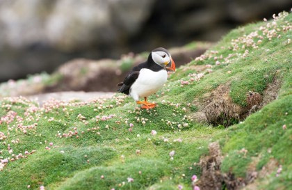 Arctic Ocean - Fair Isle, Jan Mayen, Ice Edge, Spitsbergen, Birding Special