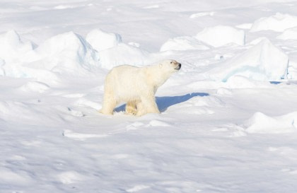 North Spitsbergen Explorer - Into the Pack Ice - Polar Bear Special
