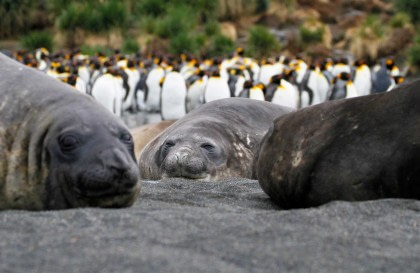 Falkland Islands, South Georgia & Antarctic Peninsula - Photography Special