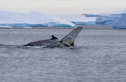 Antarctica - Whale Watching