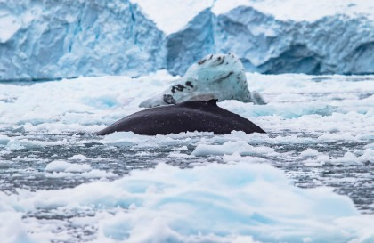 Antarctica - Beyond the Polar Circle - Whale Watching