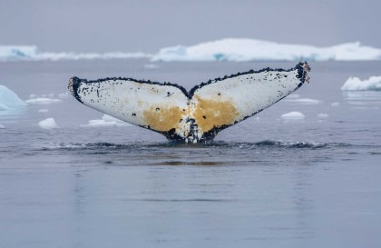 Antarctica - Whale Watching