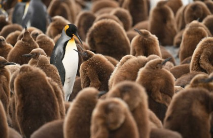 Falkland Islands, South Georgia & Antarctic Peninsula