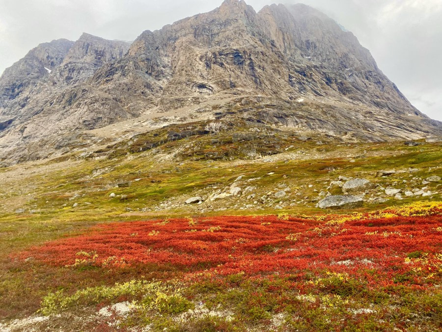 Red carpet in Greenland